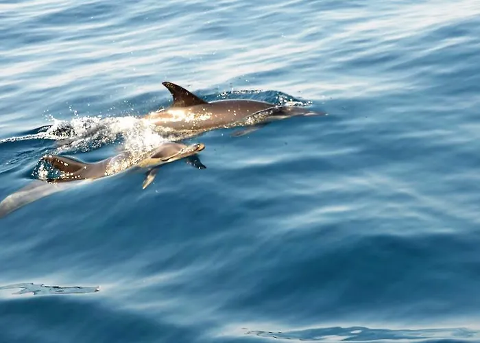 Borda D'agua Albufeira